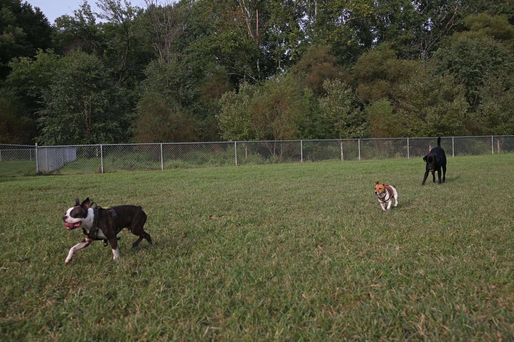 202009015_cdp_news_ dog park213.JPG